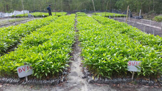 Ươm cây lâm nghiệp bằng túi bầu tự hoại