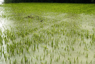 Quảng Trị: Hàng nghìn ha lúa, hoa màu có nguy cơ mất trắng vì mưa lũ