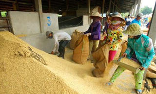 Giá lúa tăng mạnh