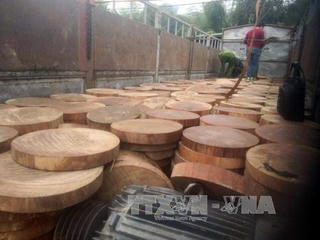 Điện Biên: Xử lý nhiều vụ khai thác, mua bán, vận chuyển lâm sản trái phép