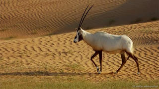 Độc đáo  thú có sừng