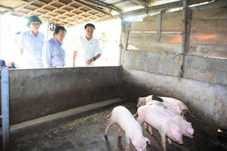 Quảng Trị: Tăng cường kiểm soát, phòng chống bệnh dịch tai xanh