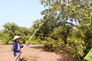 Đắk Lắk: Hơn 1.900 ha điều bị nhiễm bệnh