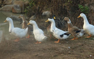 Ninh Thuận: Xuất hiện cúm H5N1 trên gia cầm