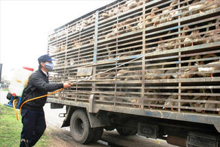 Trên 10 tỷ đồng phòng, chống dịch bệnh gia súc, gia cầm