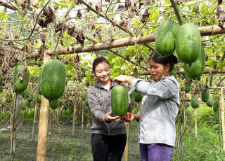 Phát huy thế mạnh hợp tác xã
