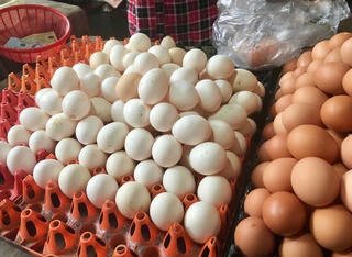 Giá trứng gà giảm, thấp kỷ lục