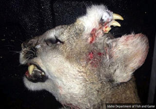 Kỳ lạ sư tử mọc răng ở đầu