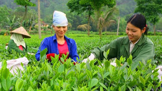 Phát triển thương hiệu chè Thái Nguyên