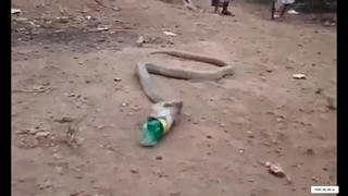 Hổ mang chúa quằn quại nôn ra chai nhựa ở Ấn Độ