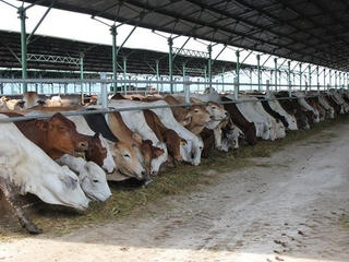 Vỗ béo đàn bò