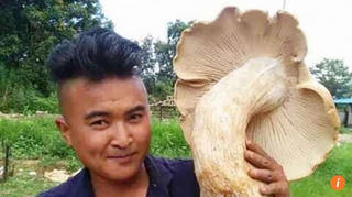 Nấm khổng lồ có đường kính gần 70 cm