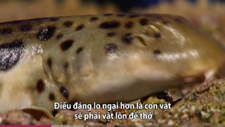 [VIDEO] Loài cá mập duy nhất có thể đi bộ trên cạn để thoát hiểm