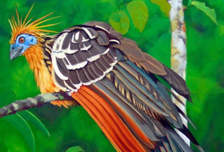 Những loài chim lạ