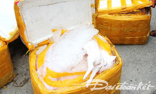 Xe khách ‘tậu’ thêm 434 kg thịt heo sữa thối