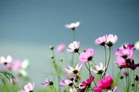 Những hàng dừa nước