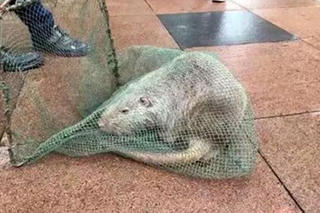 Chuột khổng lồ dài 1 mét, nặng 10kg
