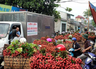 Bài học từ quả vải