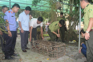 Vườn quốc gia Vũ Quang tiếp nhận một cá thể khỉ quý hiếm