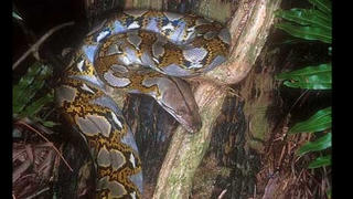 Sự thật và huyền thoại rắn hổ mây khổng lồ ở núi Cô Tô