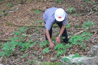 Khen thưởng các tập thể vụ trộm cây sâm Ngọc Linh