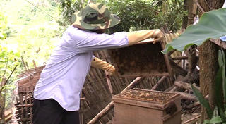 Tuyên Quang: Nuôi ong lấy mật, vươn lên thoát nghèo