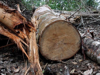 Hà Tĩnh: Tạm đình chỉ chức vụ trưởng ban quản lý rừng phòng hộ Sông Tiêm