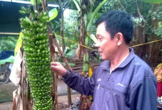Buồng chuối kỳ lạ có 150 nải