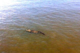 Nghi cá sấu xuất hiện trên sông Sài Gòn