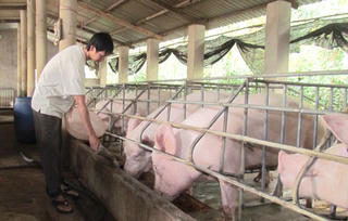 Giải cứu thôi, chưa đủ!