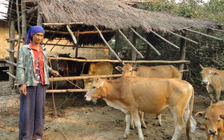 Khởi sắc Buôn Hồ
