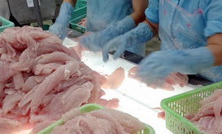 Xuất khẩu cá tra giảm