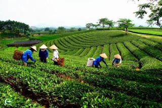 Sắp xếp các công ty nông lâm trường đạt kết quả tích cực