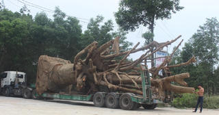 3 cây ‘khủng’ chưa có giấy phép di chuyển