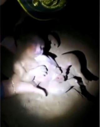 Bé sơ sinh bị chôn sống suốt 8 giờ