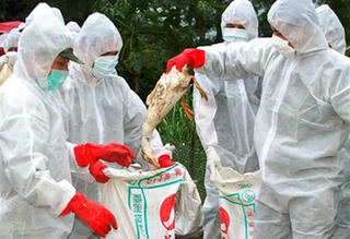 Hà Tĩnh có nguy cơ bùng phát dịch cúm gia cầm H5N6