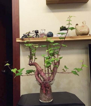 'Khoai lang bon sai' - thú trang trí nhà mới chỉ tốn vài nghìn đồng