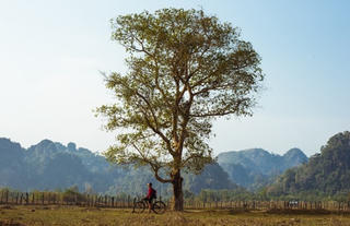 Cơ chế phòng thủ khiến cây xanh đối phó với nắng nóng