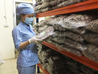 Khai thác tiềm năng, thế mạnh dược liệu