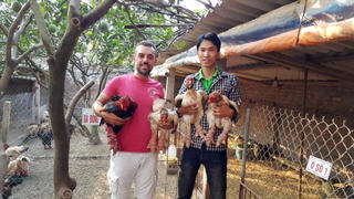 Chàng trai Hy Lạp vượt nghìn cây số để chiêm ngưỡng gà Đông Tảo