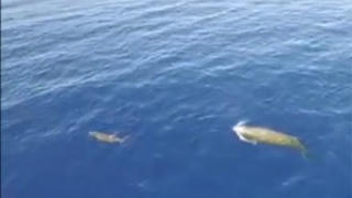 Cá voi mõm khoằm lặn sâu 3.000 mét