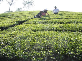 Chè nguyên liệu tăng giá