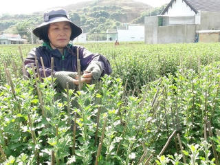 Nhãn hiệu hoa đầu tiên