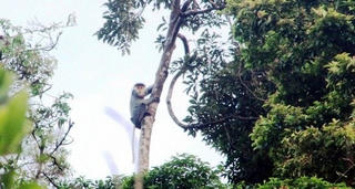 Tăng cường biện pháp bảo vệ gấu và voọc