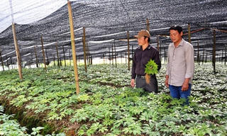 Lào Cai: Sẽ mở rộng diện tích cây tam thất lên 50 ha tại Si Ma Cai
