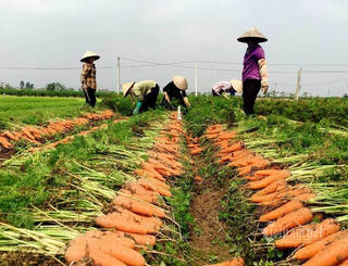 Bội thu tại vùng sản xuất chuyên canh cà rốt
