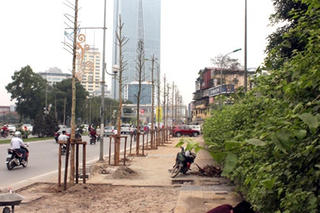 Hà Nội chính thức thay cây xanh trên đường Nguyễn Chí Thanh