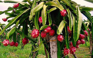 Nhiều tiêu chuẩn áp cho thanh long xuất khẩu