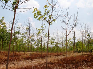 Phá rừng trồng cao su trái phép, nguyên Đại tá Quân đội bị bắt giam