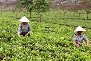 Ngành chè phấn đấu xuất khẩu 250 triệu USD và 10.000 tỷ đồng nội tiêu